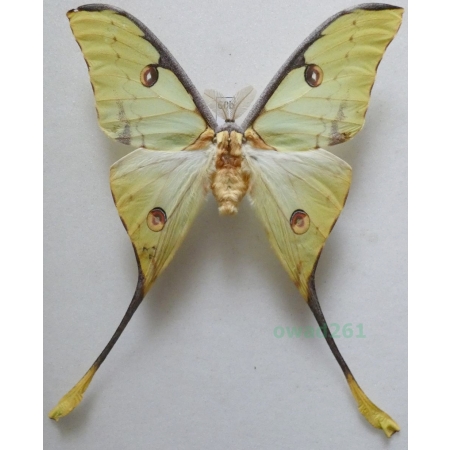 Argema mimosae (Boisduval 1847) male ex. pupa Kenya 112mm60b